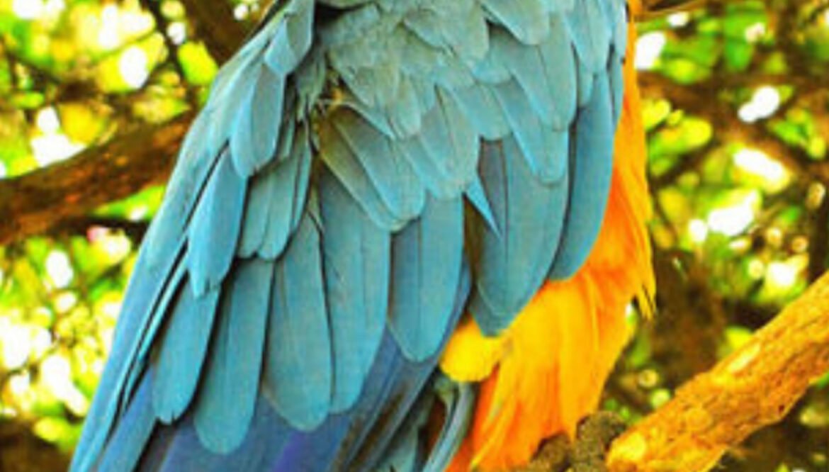 Forêt amazonienne