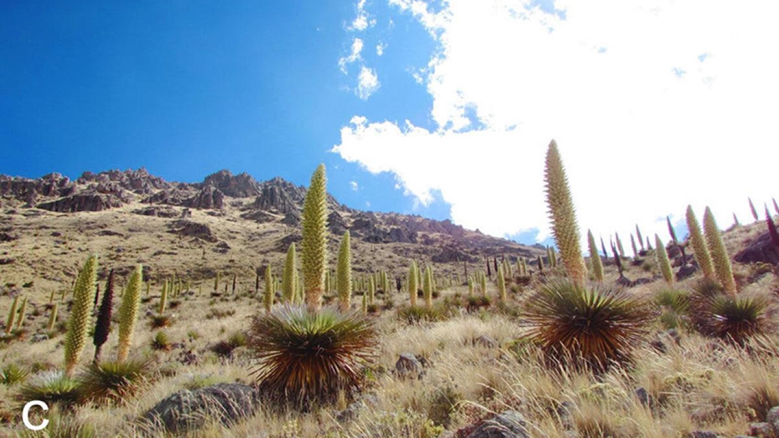 Voyage à Puno - Lac Titicaca 30