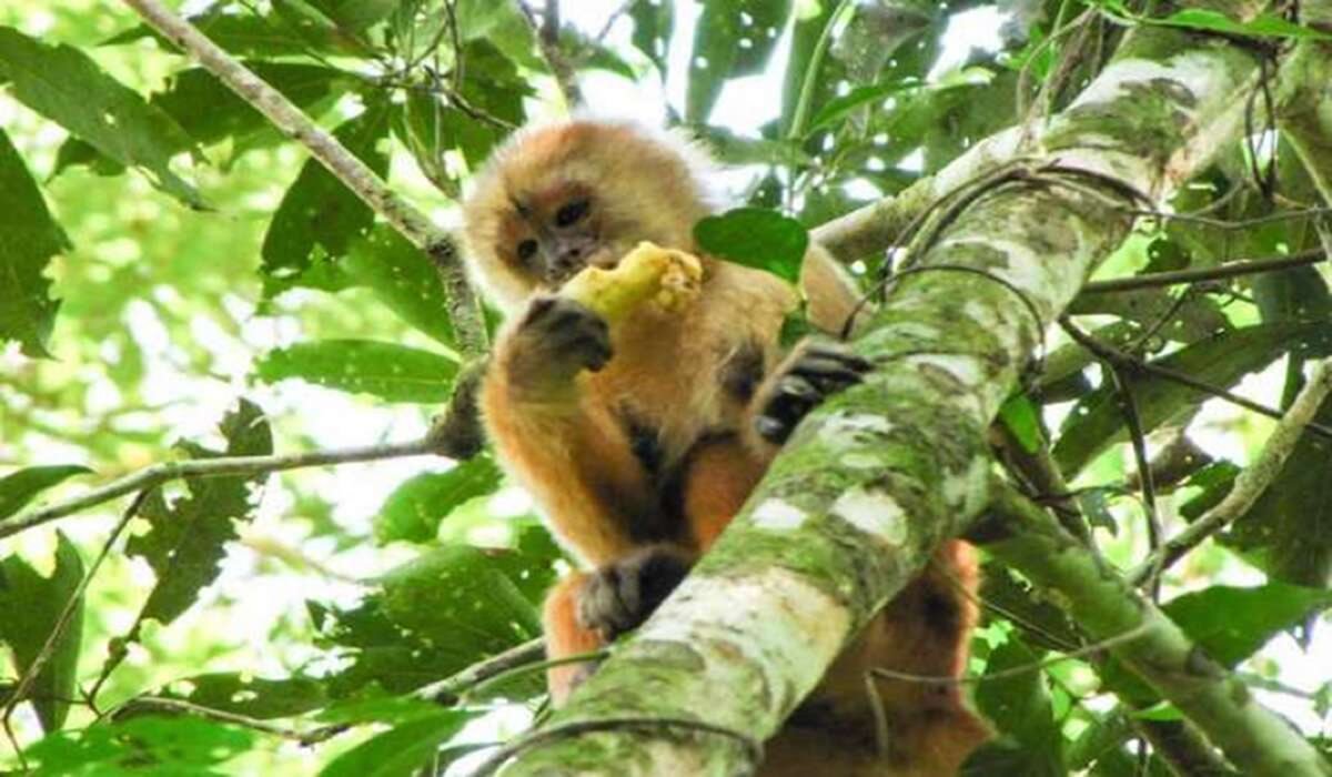 Voyage à Iquitos - Evasion Pérou 7